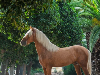 Chestnut pony path through trees
