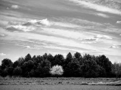 'clouds trees tree grassland'