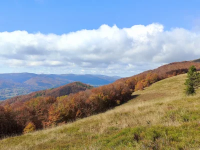 Fall colors hillside landscape