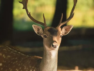 Fallow deer buck forest