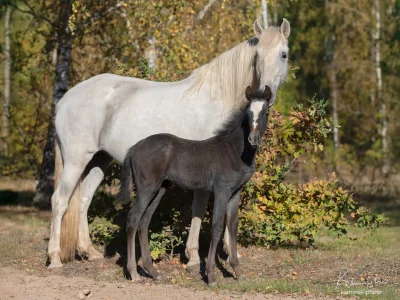 'foal mare autumn forest'