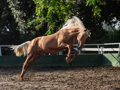 Galloping horse mane flying