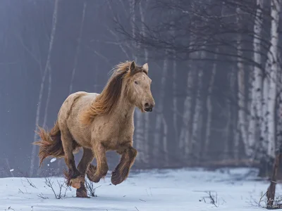 'galloping horse snow forest'