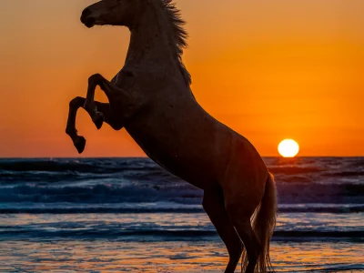 Galloping horse sunset beach