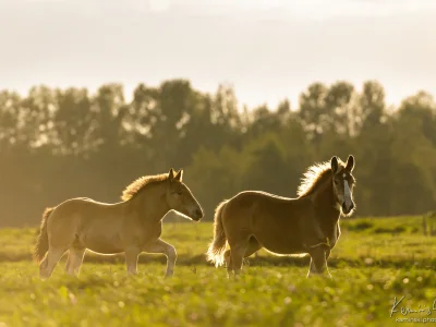 'golden horses pasture sunset'