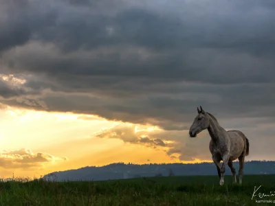 Grey horse sunset grassland