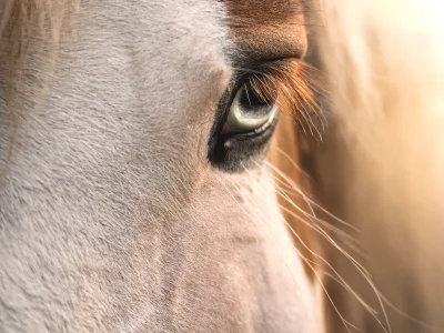 Horse eye closeup sunset