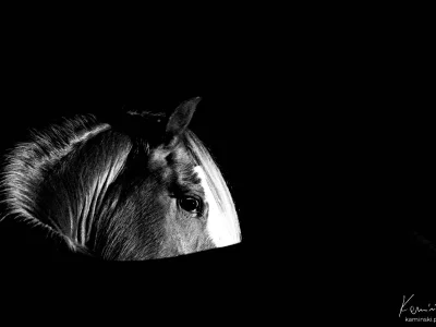 'horse head black background'