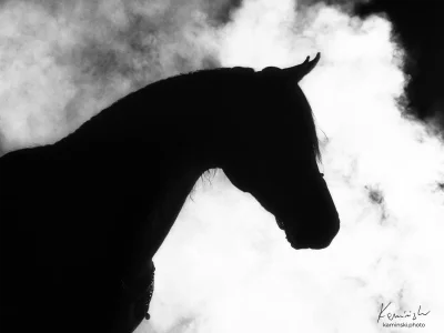 Horse silhouette cloudscape