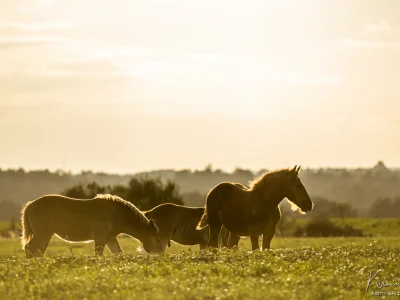 Horses grazing grassland
