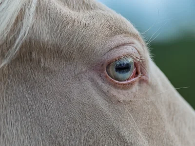 'light brown horse eye sky background'