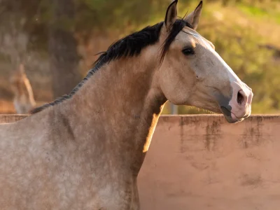 Light brown horse fence