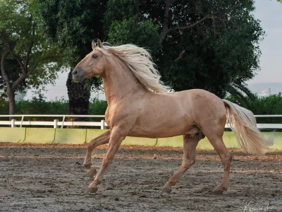 'light brown horse galloping dirt track'