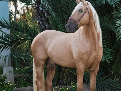 Light brown horse palm trees
