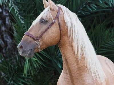 Light brown horse white mane