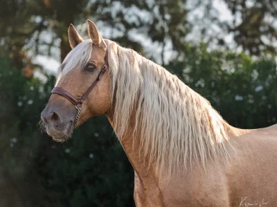 'light brown horse with blonde mane'