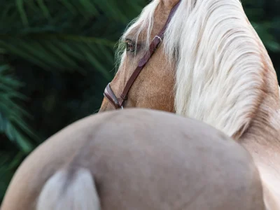 'light brown horse with white mane'