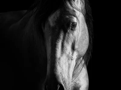 'monochrome horse profile'