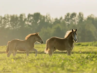 'ponies galloping pasture'