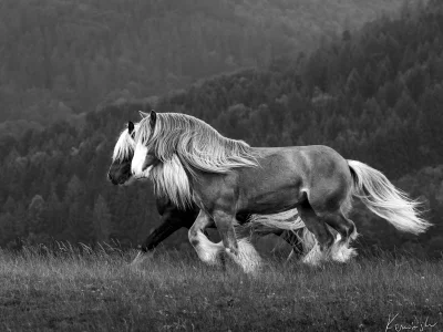'pony galloping grassland forest'