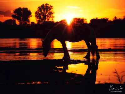 Silhouette horse sunset reflection