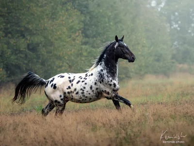 Spotted horse galloping grassland