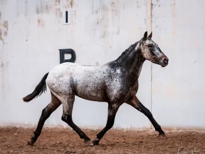 Spotted horse galloping stable