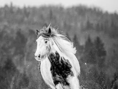 'unbridled gallop'