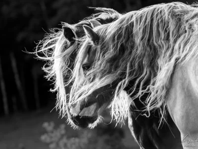 'unbridled mane forest'