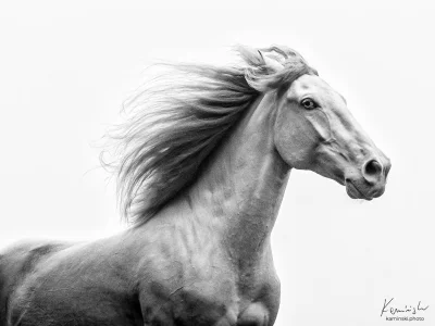 White background galloping horse