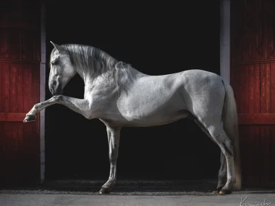 White horse barn door