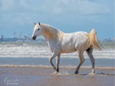 White horse beach gallop