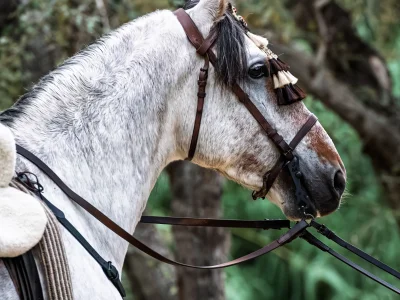 White horse bridle forest