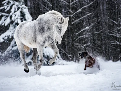 White horse dog snow forest