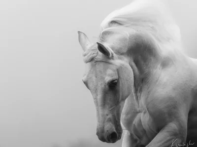 White horse galloping