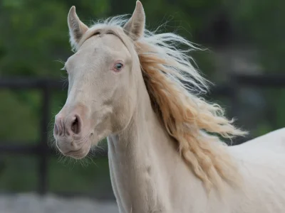 White horse galloping fence
