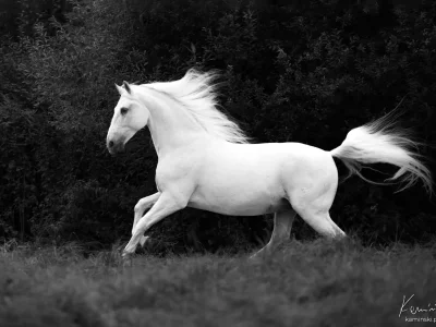White horse galloping grass