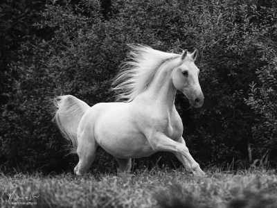 White horse galloping grass
