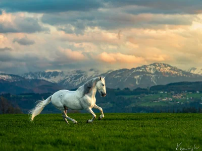 White horse galloping grassland