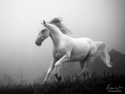 White horse galloping through foggy fields