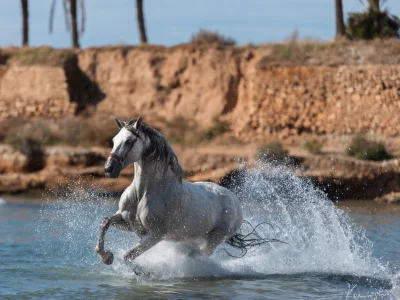 White horse galloping water