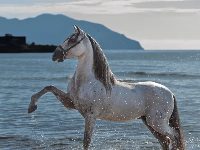 White horse galloping water