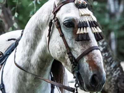 White horse headgear trees