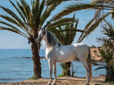 White horse palm trees beach