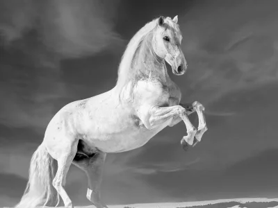 White horse rearing sand sky