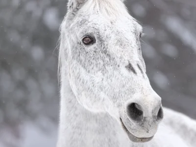 White horse snowfall portrait