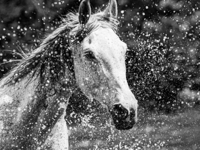 White horse splashing water