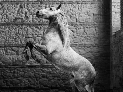 White horse standing on hind legs