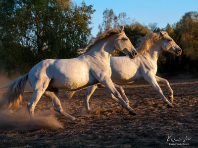 White horses galloping dirt ground