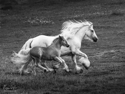White horses galloping grassland